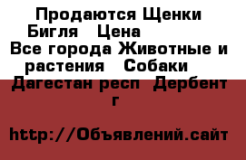 Продаются Щенки Бигля › Цена ­ 35 000 - Все города Животные и растения » Собаки   . Дагестан респ.,Дербент г.